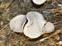 Poronia punctata 2, Grote speldenprikzwam, Saxifraga-Foto Fitis-Sytske Dijksen