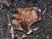 Rhizina undulata 9, Oliebolzwam, Saxifraga-Foto Fitis-Sytske Dijksen