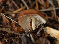 Rhodocollybia prolixa var prolixa 2, Rossige collybia, Saxifraga-Jan van der Straaten