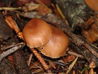 Rhodocollybia prolixa var prolixa 3, Rossige collybia, Saxifraga-Jan van der Straaten