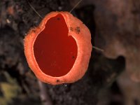 Sarcoscypha coccinea, Scarlet Elfcup