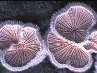 Schizophyllum commune, Split-gill Fungus
