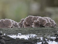 Schizophyllum commune 6, Waaiertje, Saxifraga-Luuk Vermeer