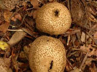 Scleroderma areolatum, Leopard Earthball