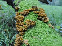 Stereum gausapatum 3, Eikenbloedzwam, Saxifraga-Luuk Vermeer