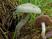 Stropharia caerulea 3, Valse kopergroenzwam, Saxifraga-Lucien Rommelaars