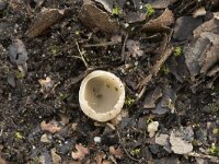 Tarzetta catinus 9, Gekarteld leemkelkje, Saxifraga-Willem van Kruijsbergen