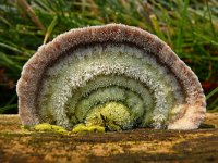 Trametes hirsuta 9, Ruig elfenbankje, Saxifraga-Tom Heijnen