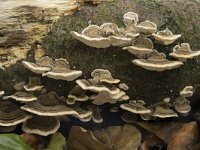 Trametes versicolor 17, Gewoon elfenbankje, Saxifraga-Willem van Kruijsbergen