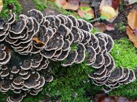 Trametes versicolor 36, Gewoon elfenbankje, Saxifraga-Tom Heijnen