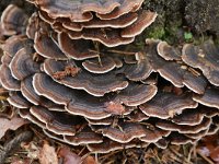 Trametes versicolor 38, Gewoon elfenbankje, Saxifraga-Tom Heijnen