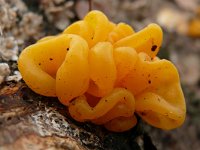 Tremella mesenterica 25, Gele trilzwam, Saxifraga-Tom Heijnen