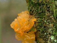 Tremella mesenterica 28, Gele trilzwam, Saxifraga-Tom Heijnen