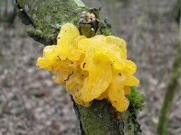 Tremella mesenterica 35, Gele trilzwam, Saxifraga-Hans Grotenhuis