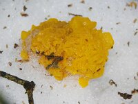 Tremella mesenterica 36, Gele trilzwam, Saxifraga-Foto Fitis-Sytske Dijksen