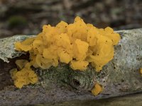 Tremella mesenterica 8, Gele trilzwam, Saxifraga-Willem van Kruijsbergen