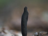 Xylaria polymorpha, Dead Mans Fingers