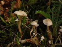 Agrocybe pediades