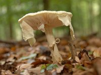 Amanita citrina 7, Gele knolamaniet, Saxifraga-Luuk Vermeer