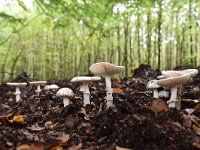 Amanita citrina 8, Gele knolamaniet, Saxifraga-Luuk Vermeer