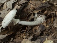 Amanita citrina var alba 10, Gele knolamaniet var alba, Saxifraga-Willem van Kruijsbergen