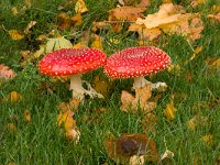 Amanita muscaria 11, Vliegenzwam, Saxifraga-Jan Nijendijk