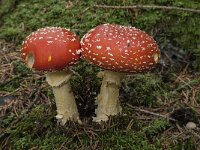 Amanita muscaria 22, Vliegenzwam, Saxifraga-Willem van Kruijsbergen