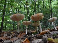 Amanita muscaria 46, Vliegenzwam, Saxifraga-Luuk Vermeer