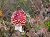 Amanita muscaria 52, Vliegenzwam, Saxifraga-Tom Heijnen