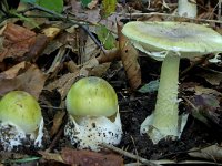 Amanita phalloides 6, Groene knolamaniet, Saxifraga-Lucien Rommelaars