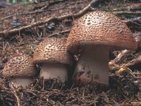 Amanita rubescens 2, Parelamaniet, Saxifraga-Jan van der Straten