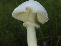 Amanita virosa 3, Kleverige knolamaniet, Saxifraga-Willem van Kruijsbergen