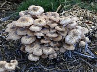 Armillaria ostoyae 18, Sombere honingzwam, Saxifraga-Luuk Vermeer