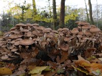 Armillaria ostoyae 9, Sombere honingzwam, Saxifraga-Luuk Vermeer