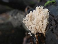 Artomyces pyxidatus 10, Kroontjesknotszwam, Saxifraga-Luuk Vermeer