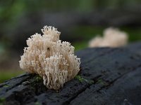 Artomyces pyxidatus 14, Kroontjesknotszwam, Saxifraga-Luuk Vermeer