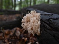 Artomyces pyxidatus 17, Kroontjesknotszwam, Saxifraga-Luuk Vermeer