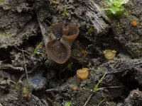 Ascobolus foliicola 3, Bladspikkelschijfje, Saxifraga-Willem van Kruijsbergen