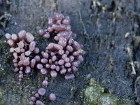 Ascocoryne sarcoides, Purple Jellydisc