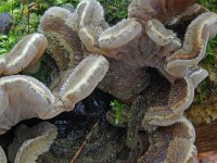 Auricularia mesenterica 9, Viltig judasoor, Saxifraga-Lucien Rommelaars