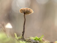 Auriscalpium vulgare 13, Oorlepelzwam, Saxifraga-Luuk Vermeer