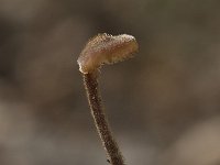 Auriscalpium vulgare 2, Oorlepelzwam, Saxifraga-Willem van Kruijsbergen