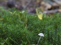 Baeospora myosura 2, Muizenstaartzwam, Saxifraga-Jan Nijendijk