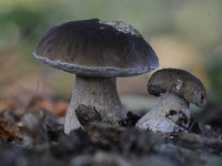 Boletus edulis 13, Gewoon eekhoorntjesbrood, Saxifraga-Luuk Vermeer