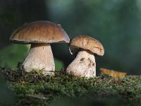 Boletus edulis 15, Gewoon eekhoorntjesbrood, Saxifraga-Luuk Vermeer