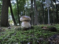 Boletus edulis 16, Gewoon eekhoorntjesbrood, Saxifraga-Luuk Vermeer