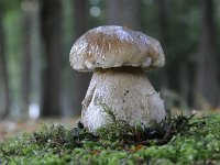 Boletus edulis 17, Gewoon eekhoorntjesbrood, Saxifraga-Luuk Vermeer