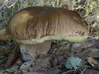 Boletus edulis 19, Gewoon eekhoorntjesbrood, Saxifraga-Willem van Kruijsbergen