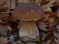 Boletus edulis 2, Gewoon eekhoorntjesbrood, Saxifraga-Willem van Kruijsbergen