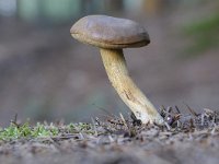 Boletus edulis 21, Gewoon eekhoorntjesbrood, Saxifraga-Luuk Vermeer